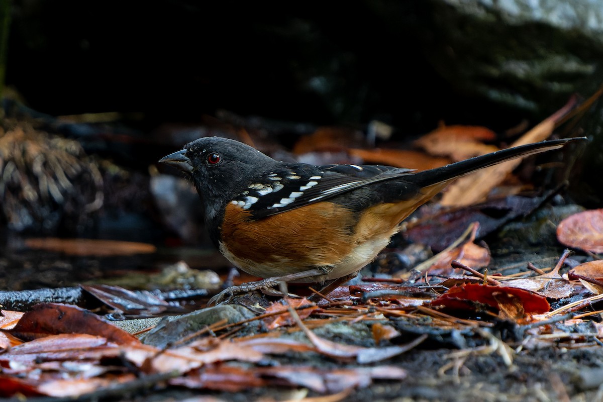 Spotted Towhee - Andrew Newmark