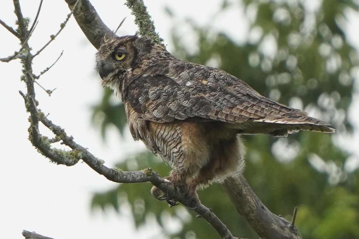 Great Horned Owl - ML369870241