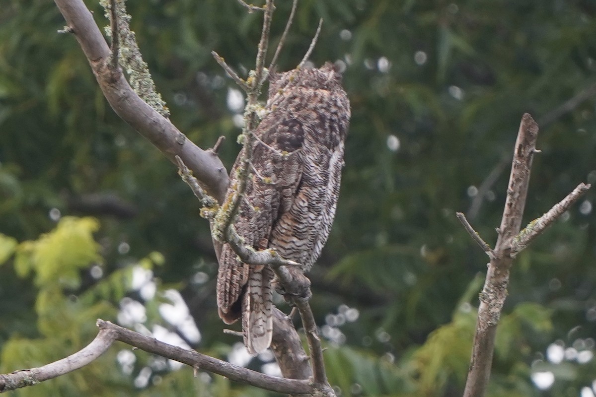 Great Horned Owl - ML369870251