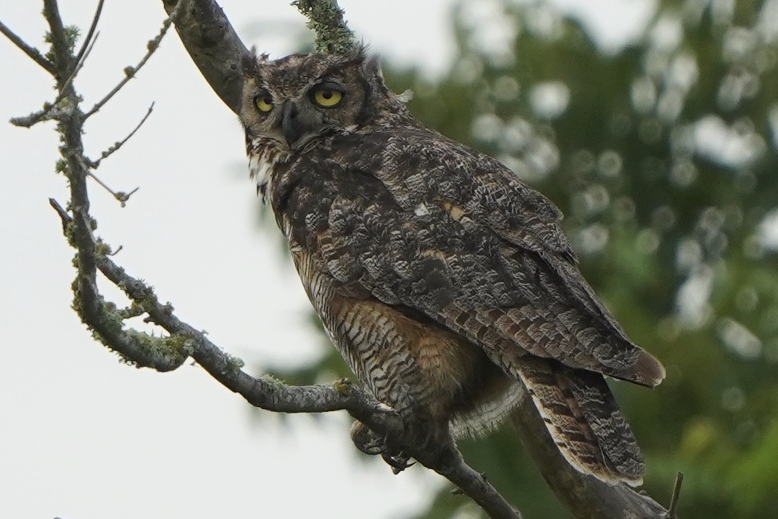 Great Horned Owl - ML369870261