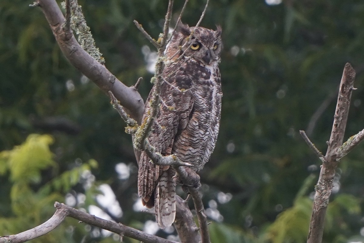 Great Horned Owl - ML369870271