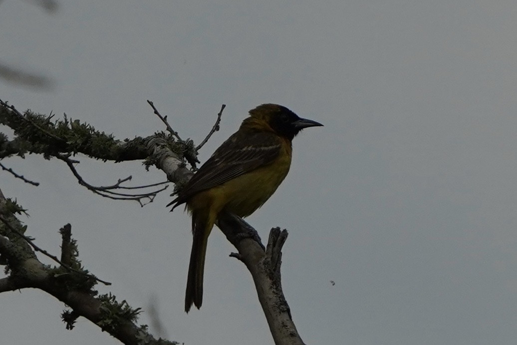 Orchard Oriole - ML369870551