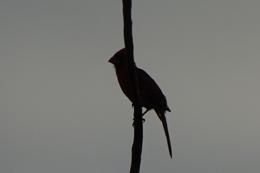 Northern Cardinal (Common) - ML369870811