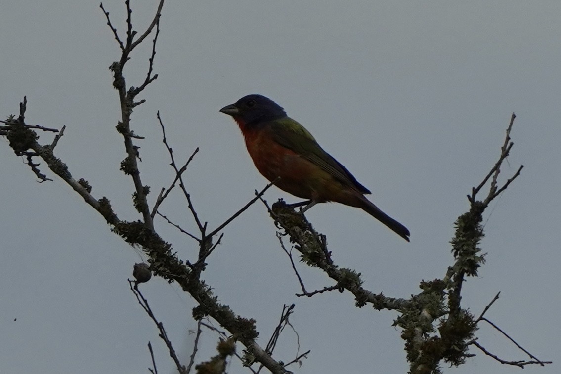 Painted Bunting - ML369871111