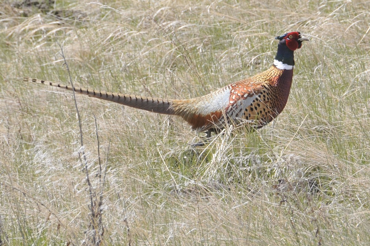 Ring-necked Pheasant - ML36987391