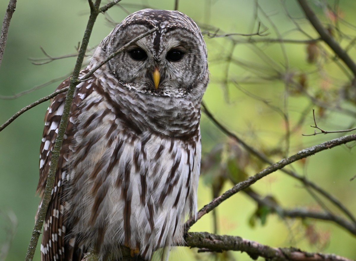 Barred Owl - James Markham