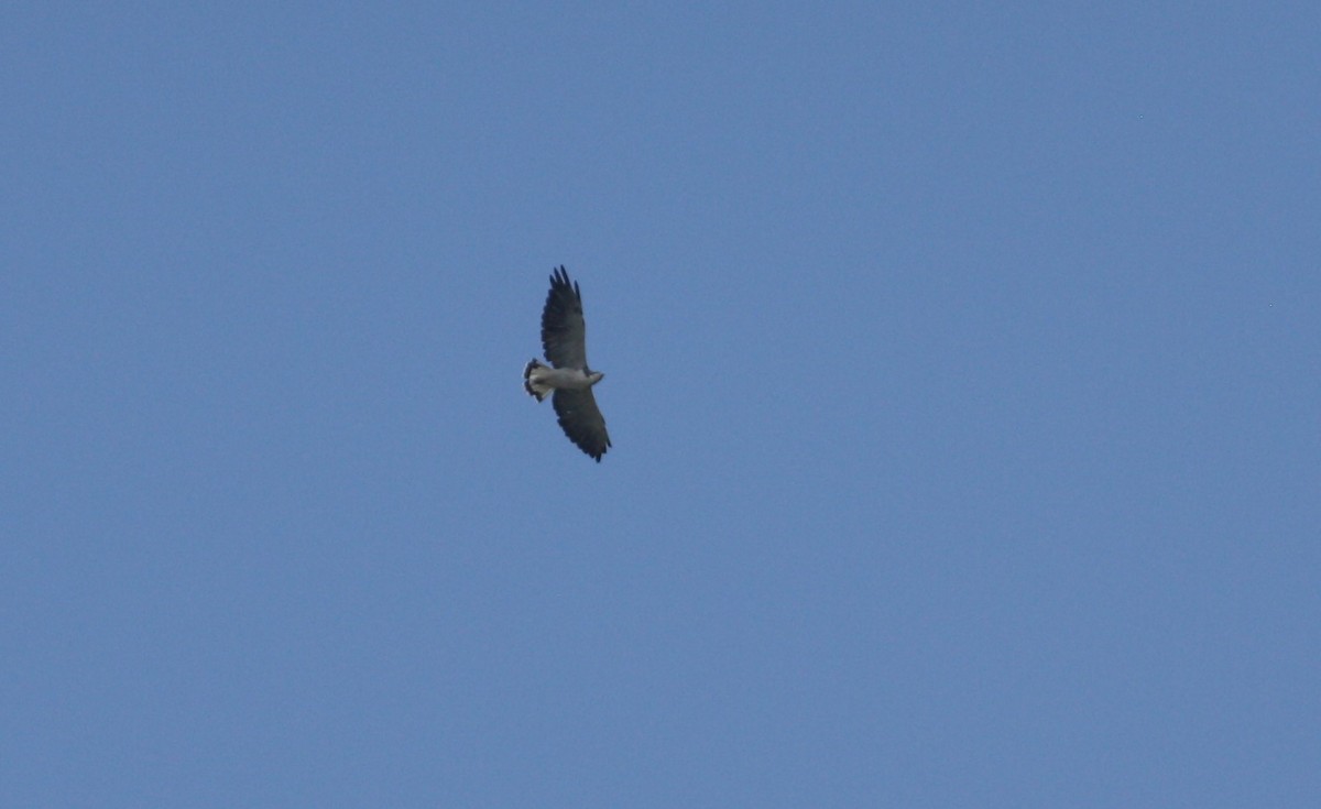 White-tailed Hawk - ML369881631