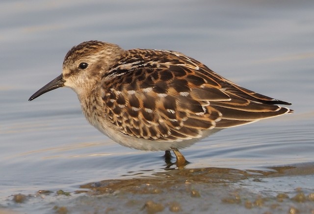Least Sandpiper