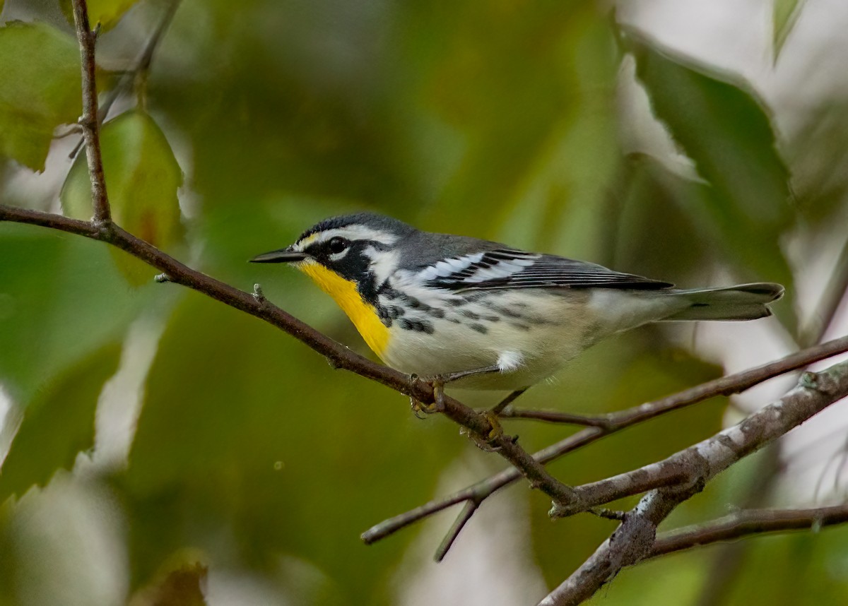 Yellow-throated Warbler - Iris Kilpatrick