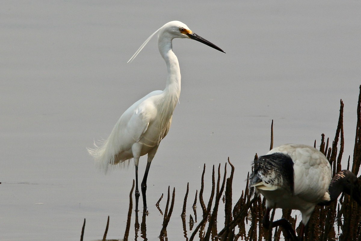 Little Egret - Pauline and Ray Priest