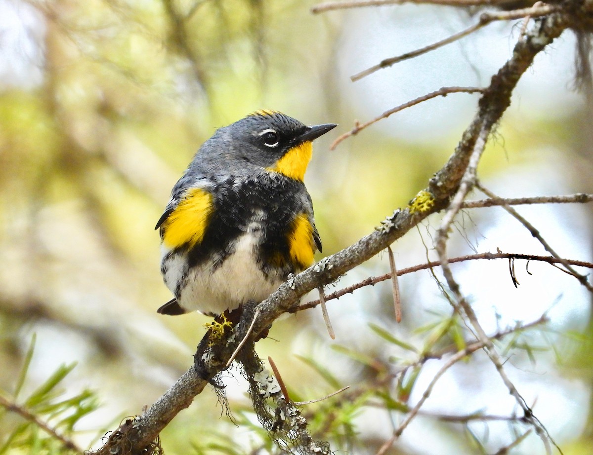 Yellow-rumped Warbler (Audubon's) - ML369896291