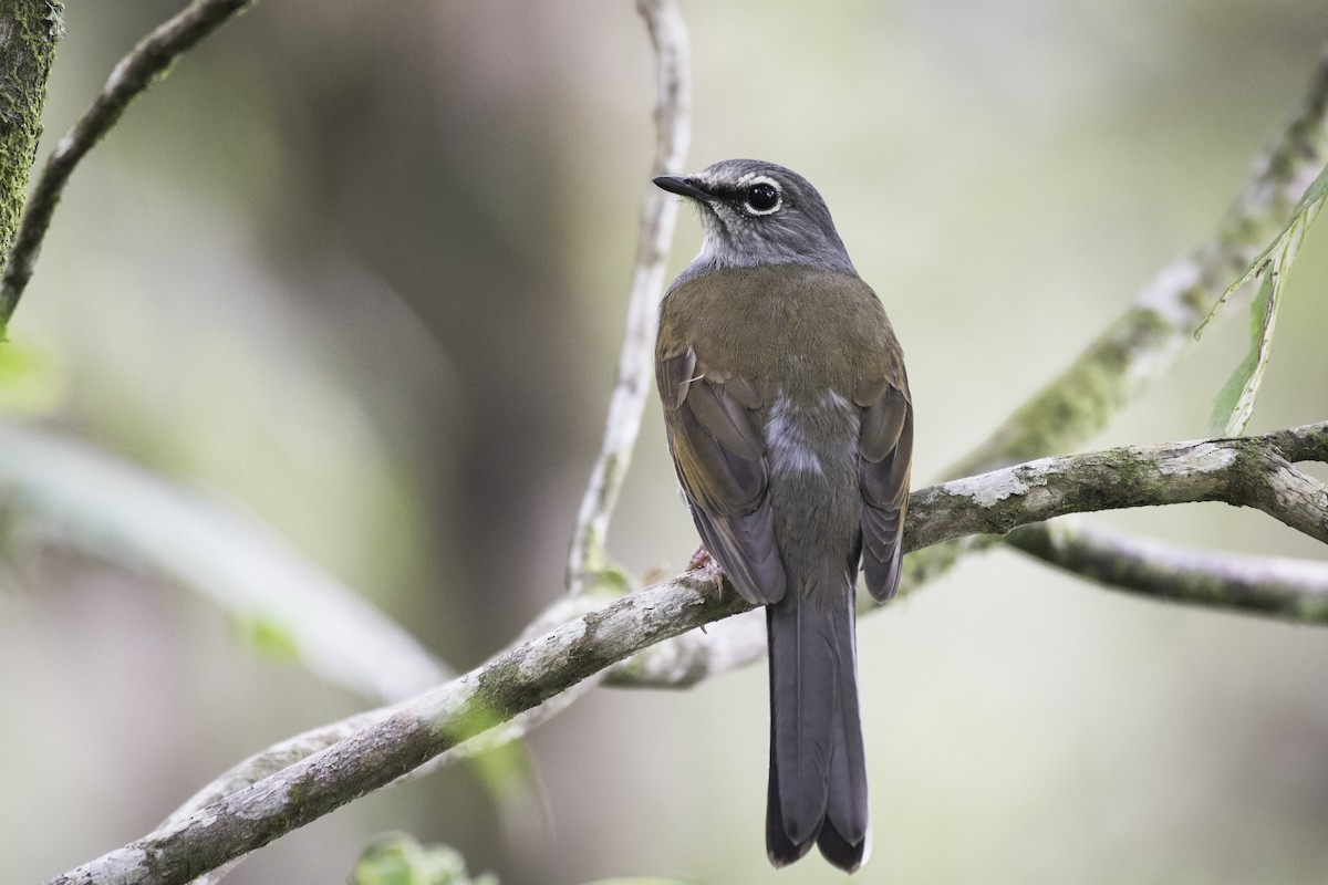 Brown-backed Solitaire - Moises Rodriguez