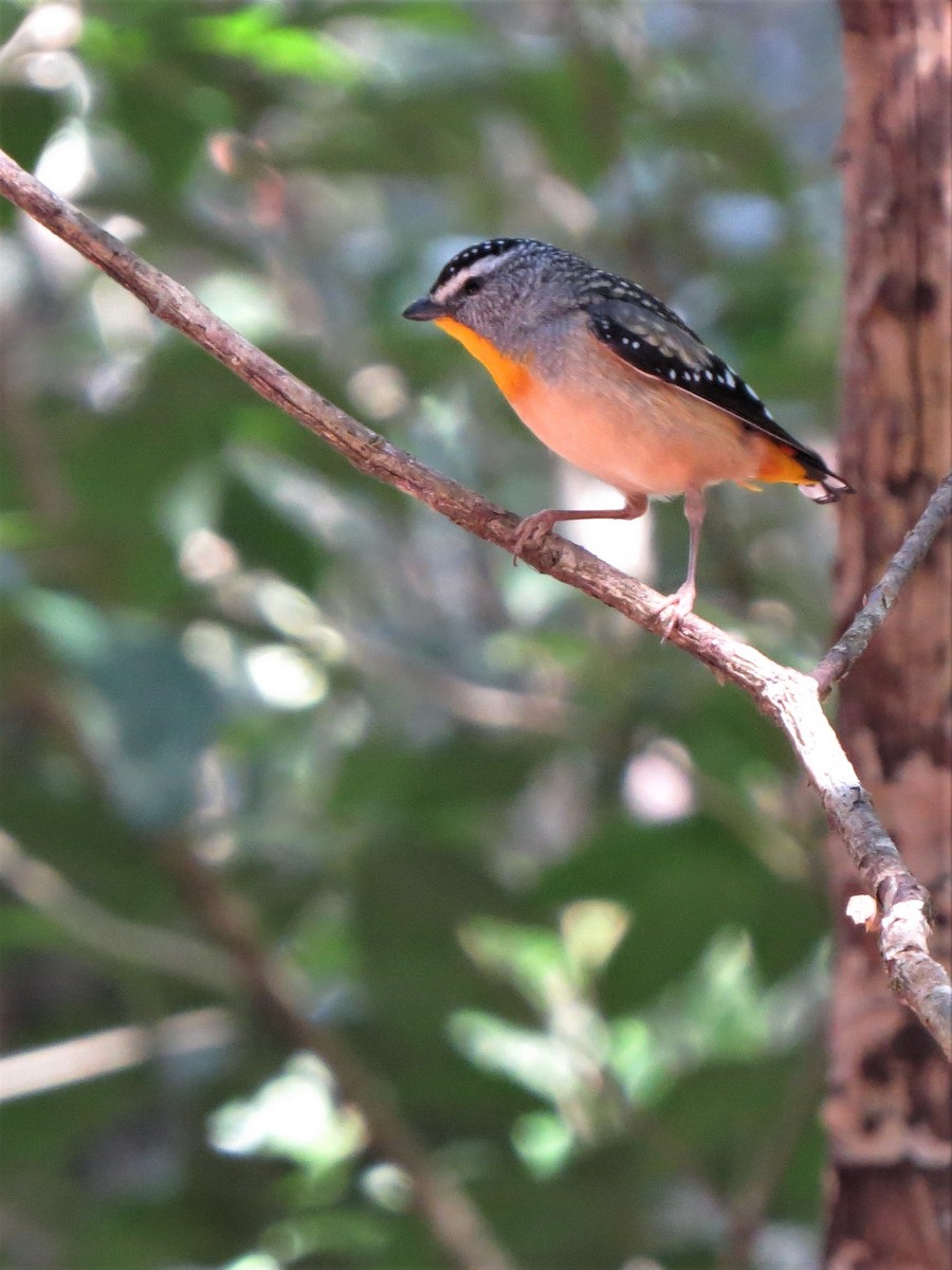 Spotted Pardalote - ML369901121