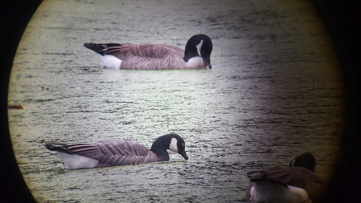 Barnacle x Cackling Goose (hybrid) - Ray Duffy
