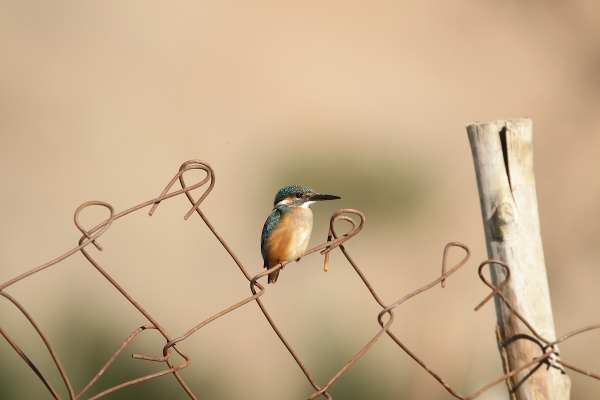 Common Kingfisher - Padma Gyalpo