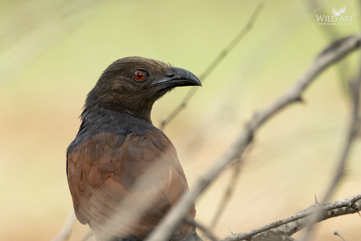 Greater Coucal - ML369906241