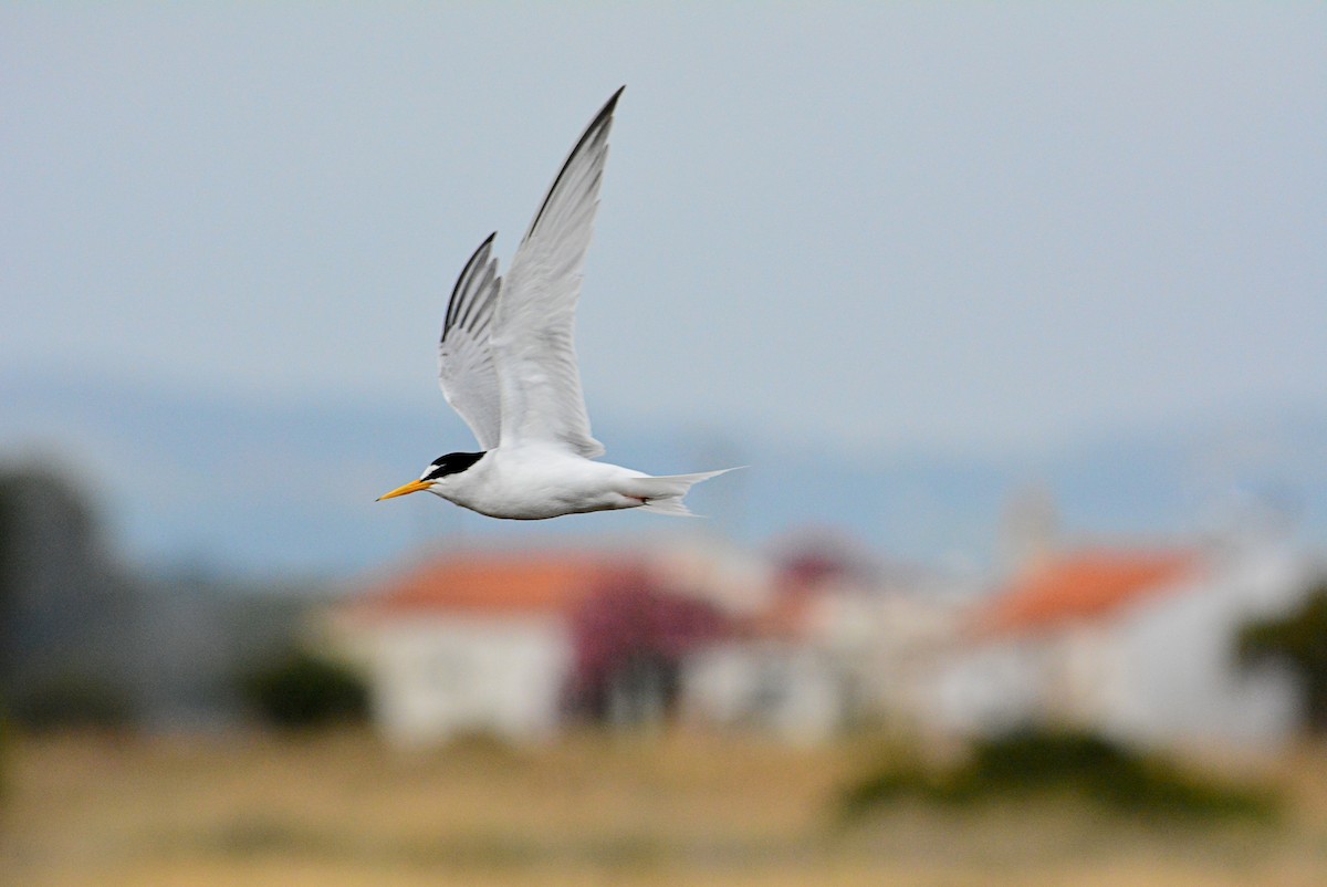 Little Tern - Paulo Narciso