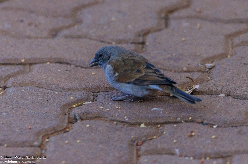 Southern Gray-headed Sparrow - ML369909001