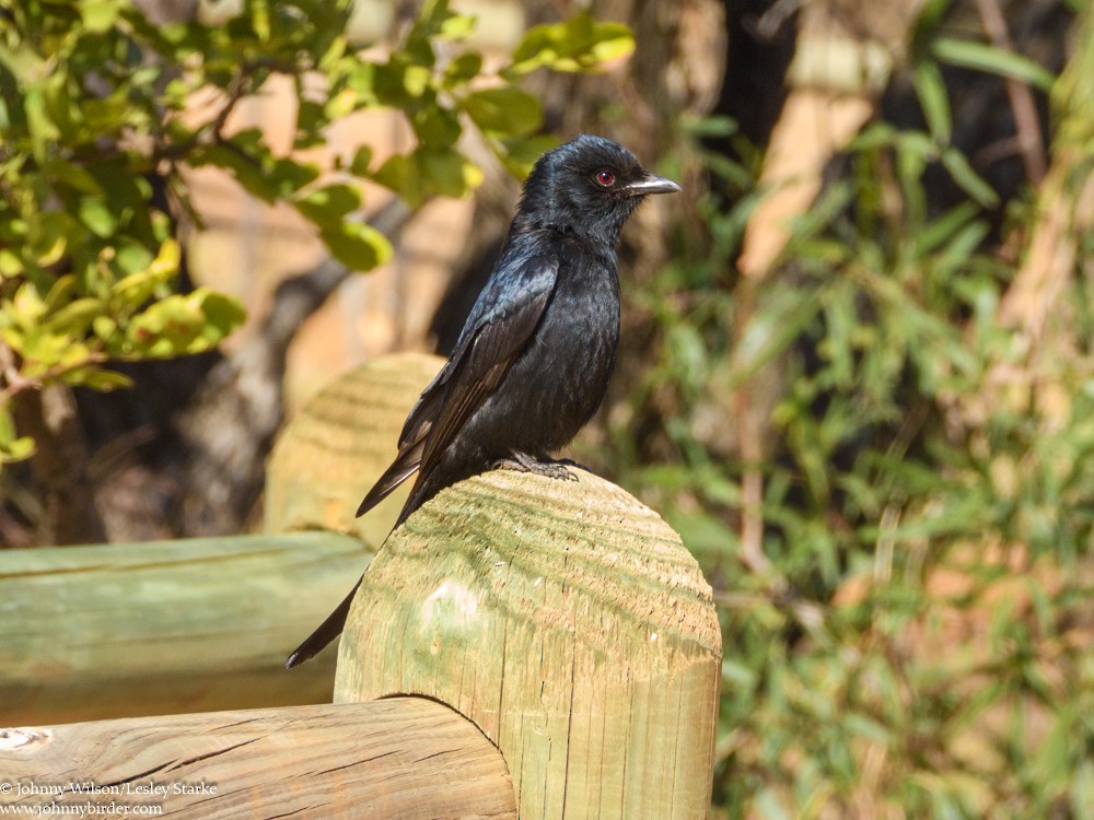 Fork-tailed Drongo - ML369909311