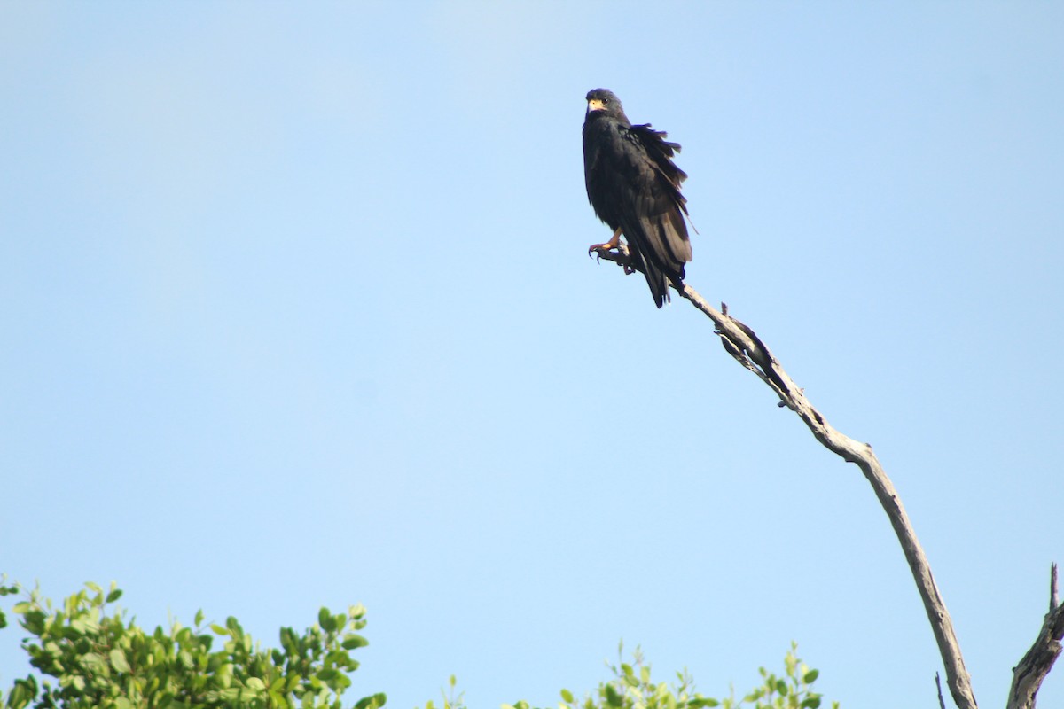 Common Black Hawk - Angel Castillo Birdwatching Guide