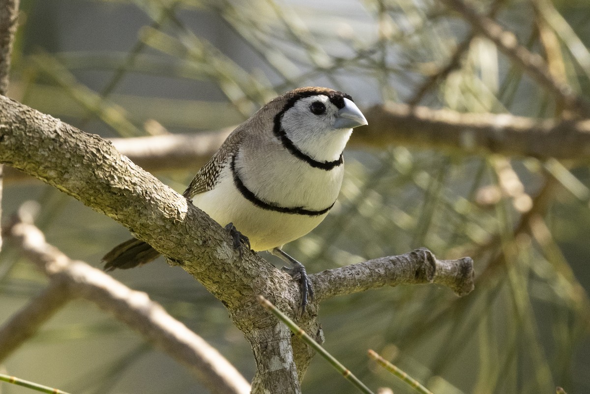 Double-barred Finch - Hans Wohlmuth