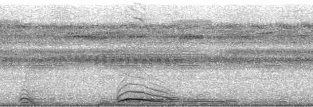 Chouette à lignes noires - ML36992