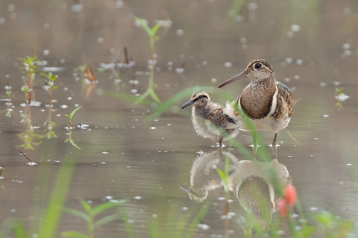 Greater Painted-Snipe - ML369926941