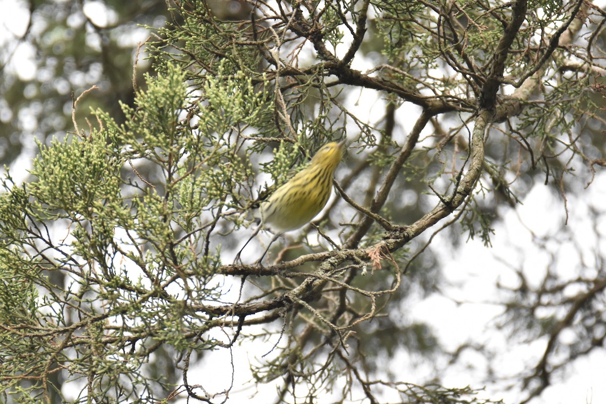 Cape May Warbler - ML369928431