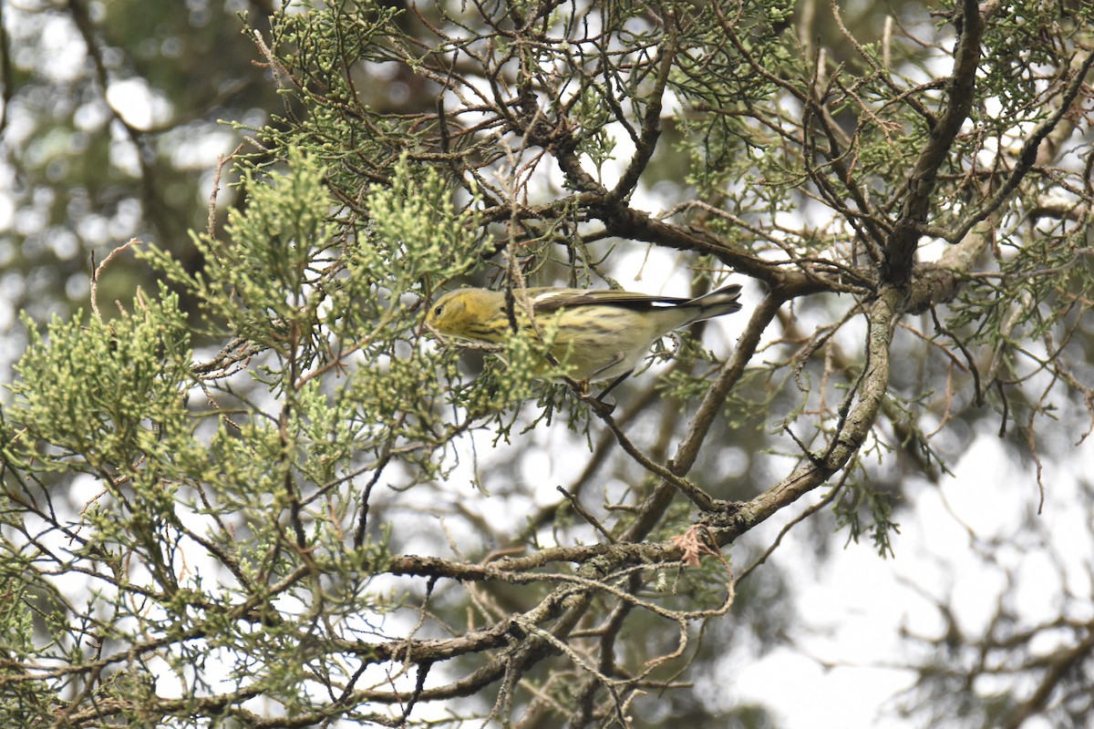 Cape May Warbler - ML369928441