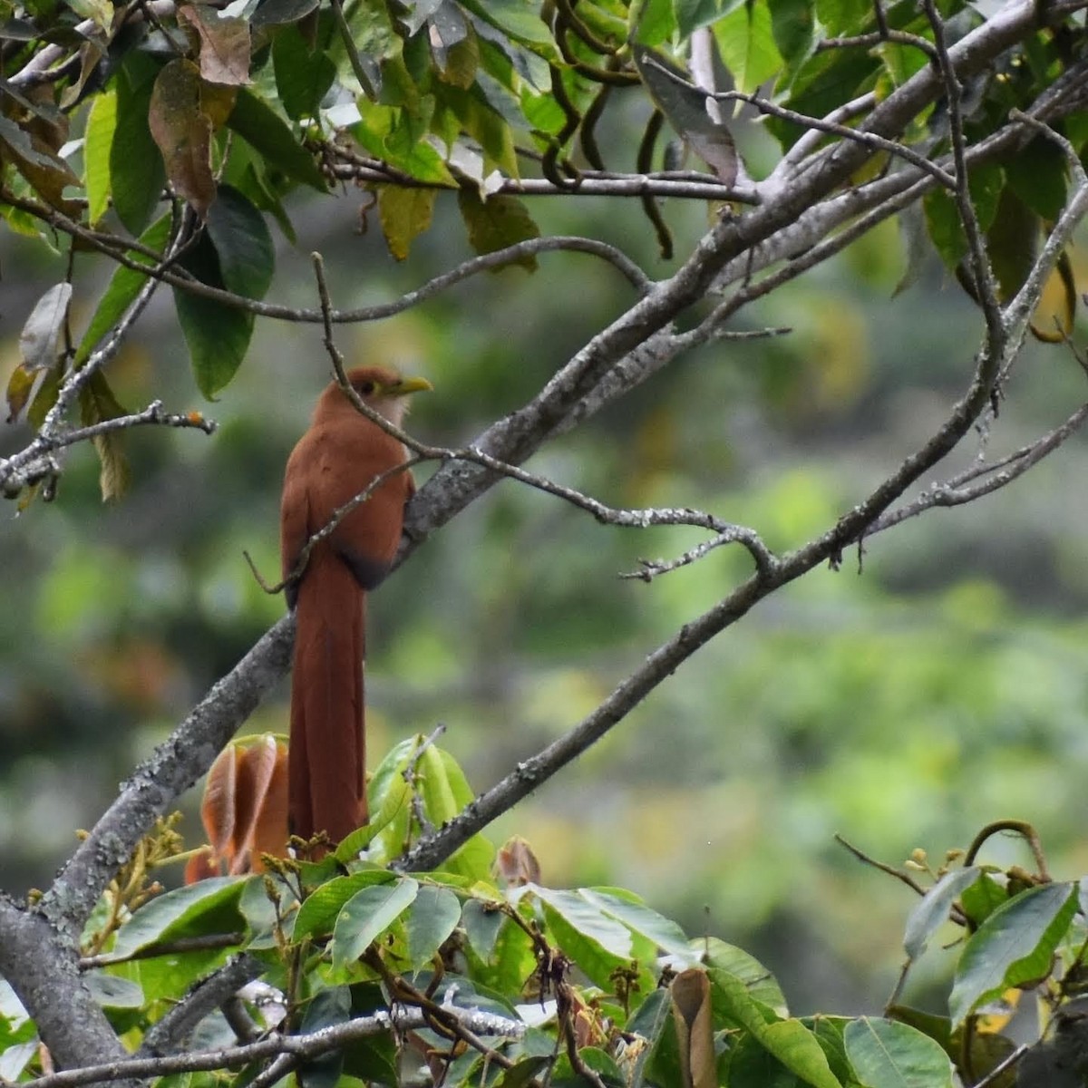 Squirrel Cuckoo - Carlos Adrián Granados Cáceres
