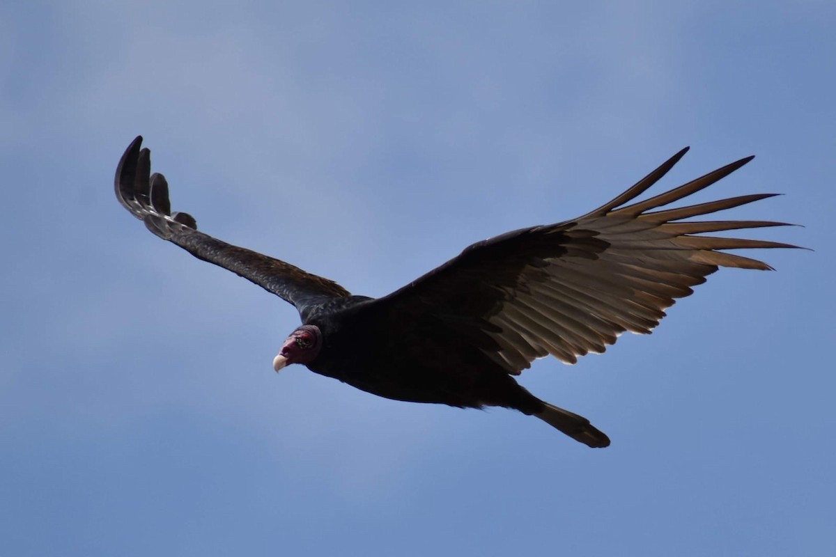 Turkey Vulture - ML369928611