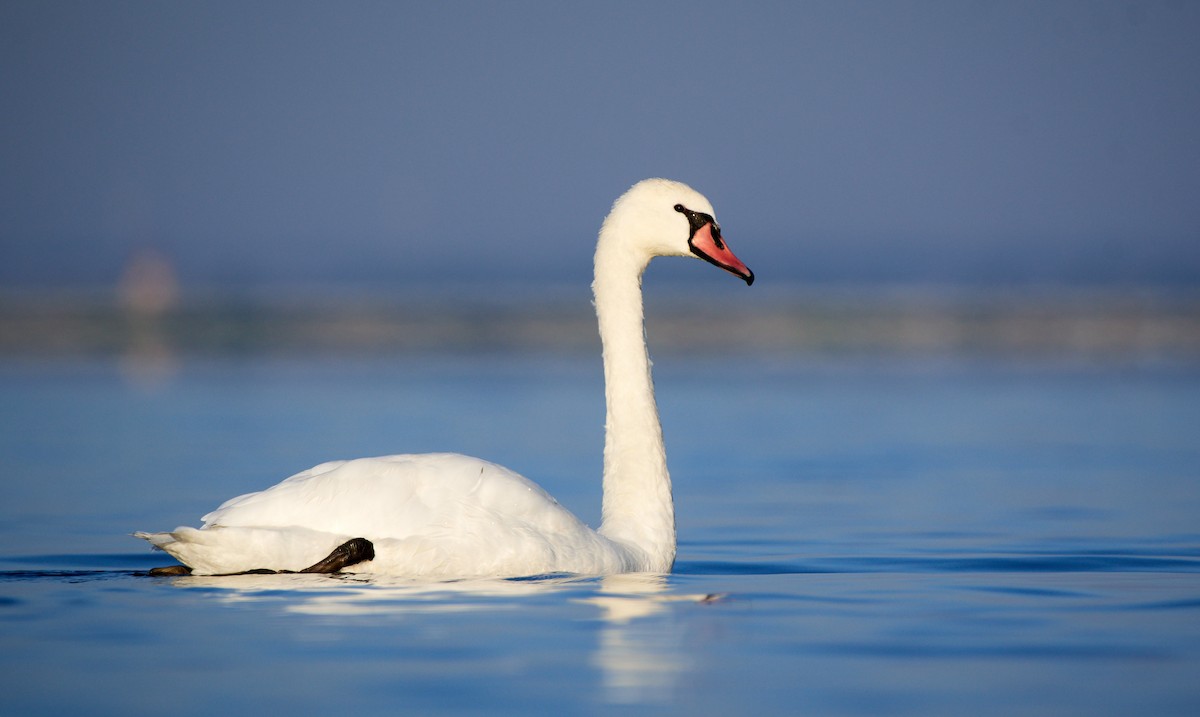Mute Swan - Tomáš Grim