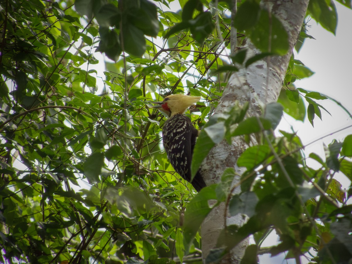 Ochre-backed/Blond-crested Woodpecker - ML369930961