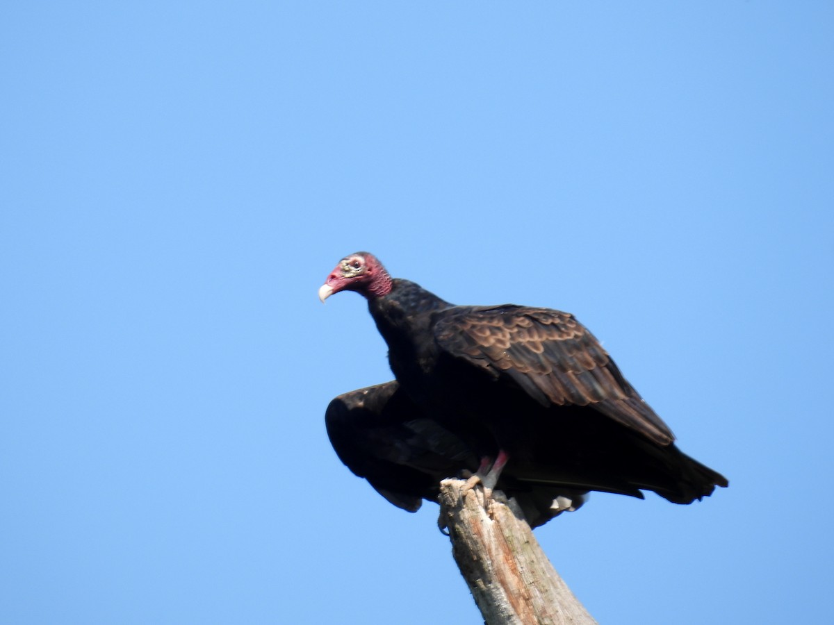 Turkey Vulture (Northern) - ML369932111