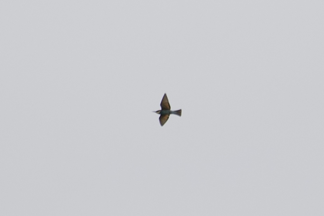 European Bee-eater - ML369932451