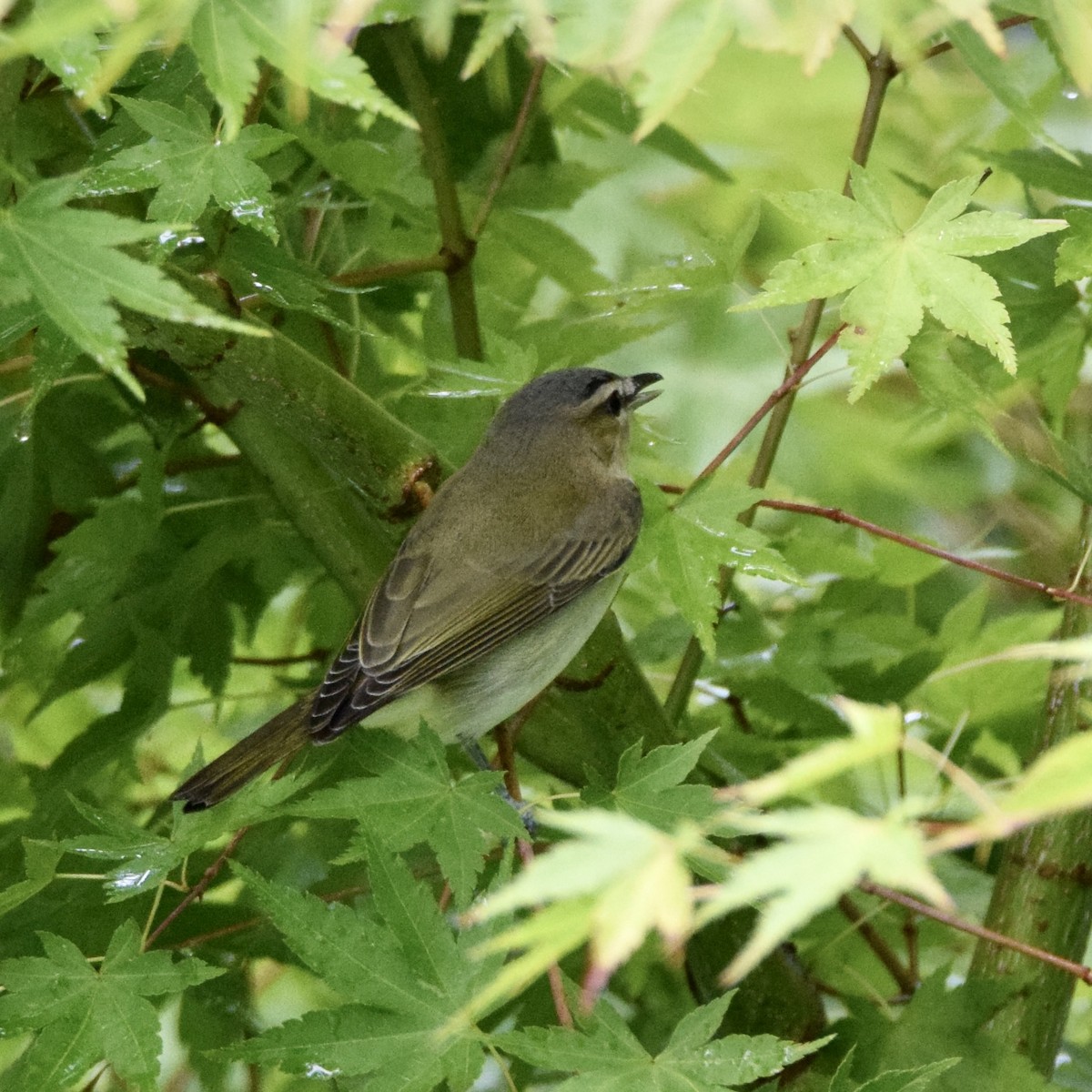 Red-eyed Vireo - J P