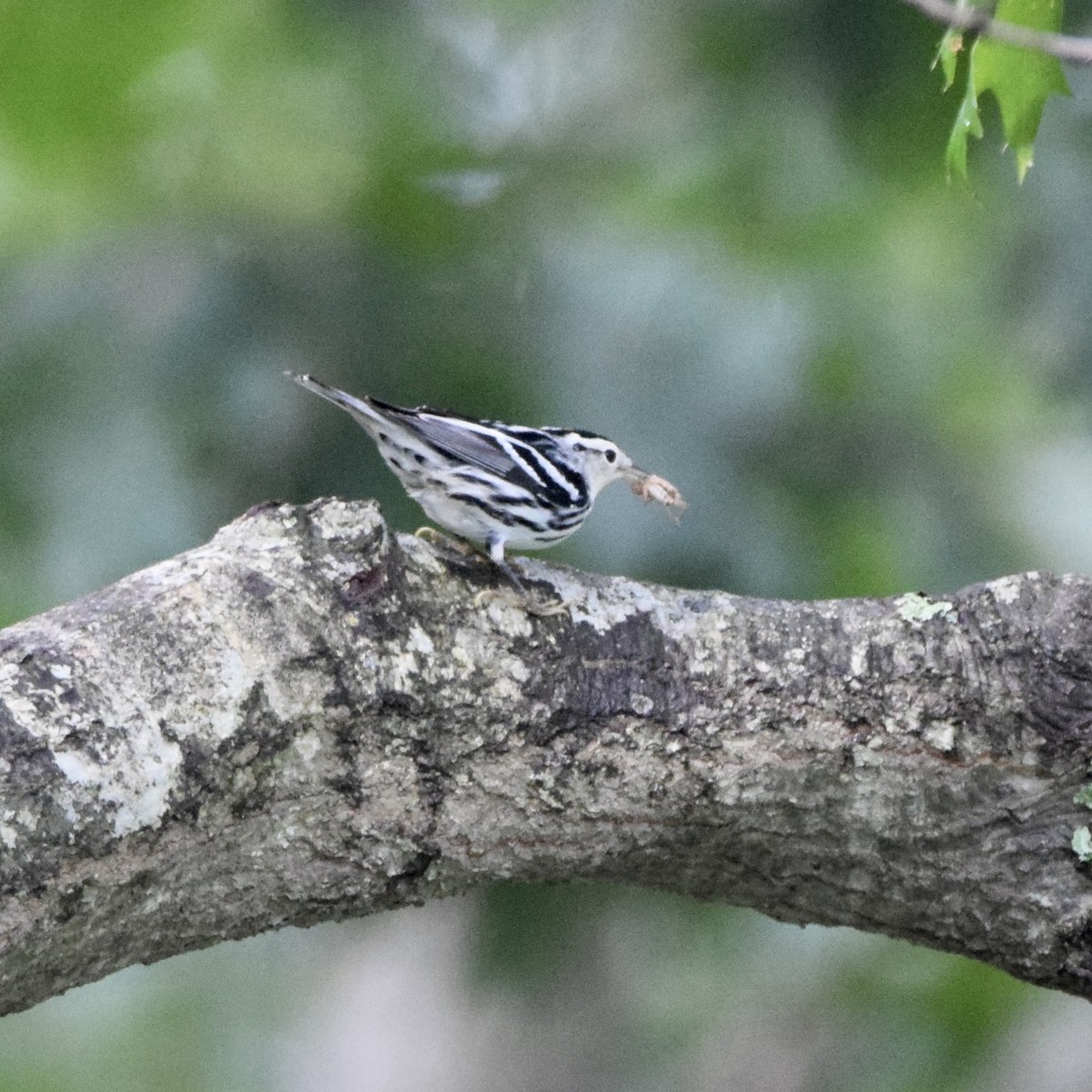 Black-and-white Warbler - ML369936421