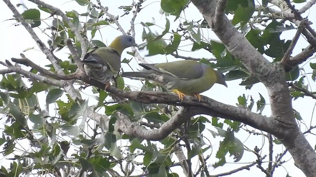 Yellow-footed Green-Pigeon - ML369938151