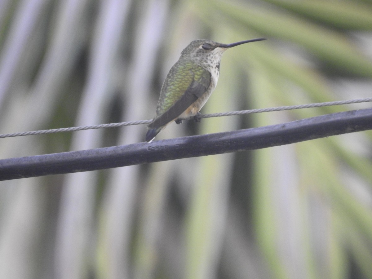 hummingbird sp. - ML369938291