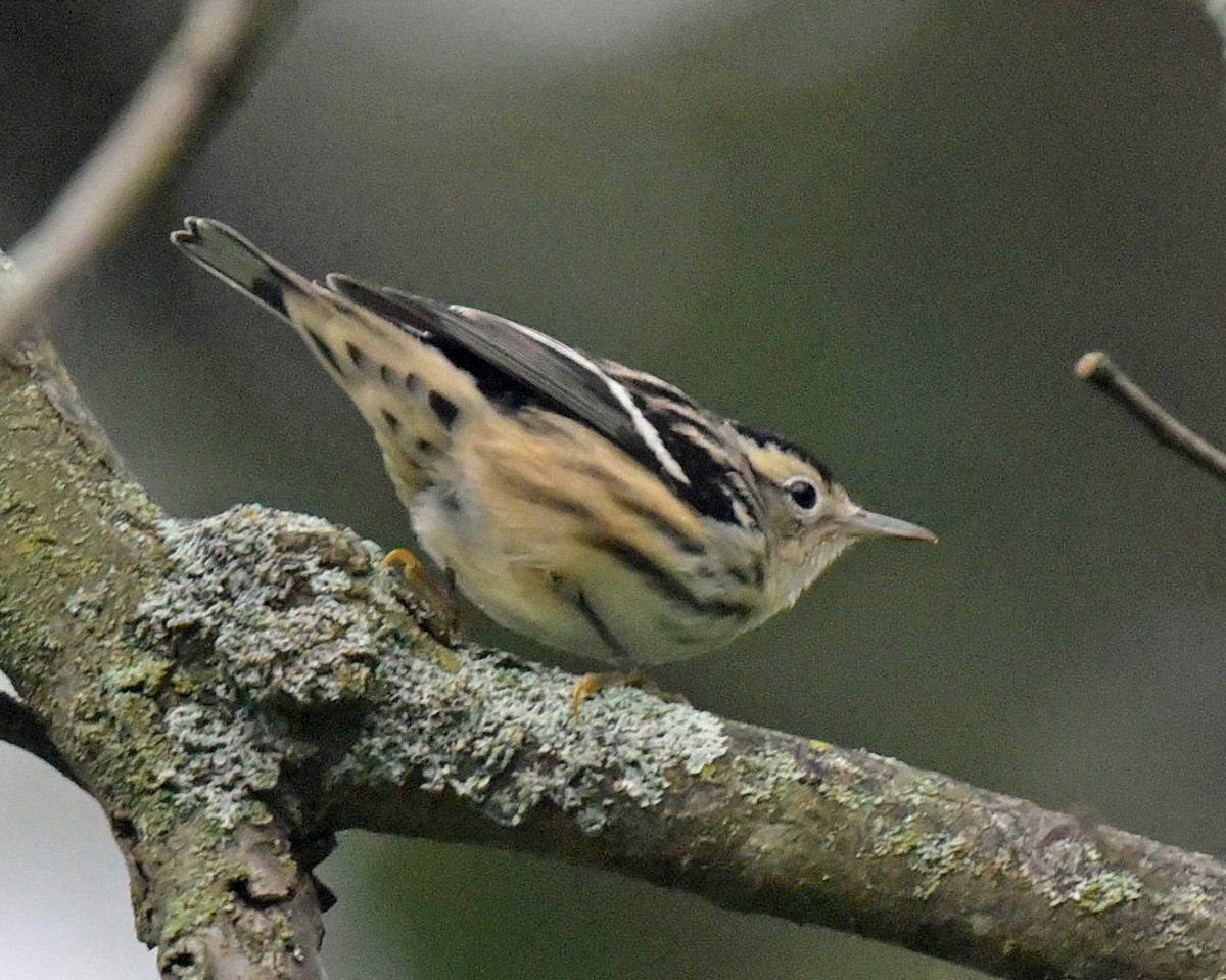 Black-and-white Warbler - ML369940401