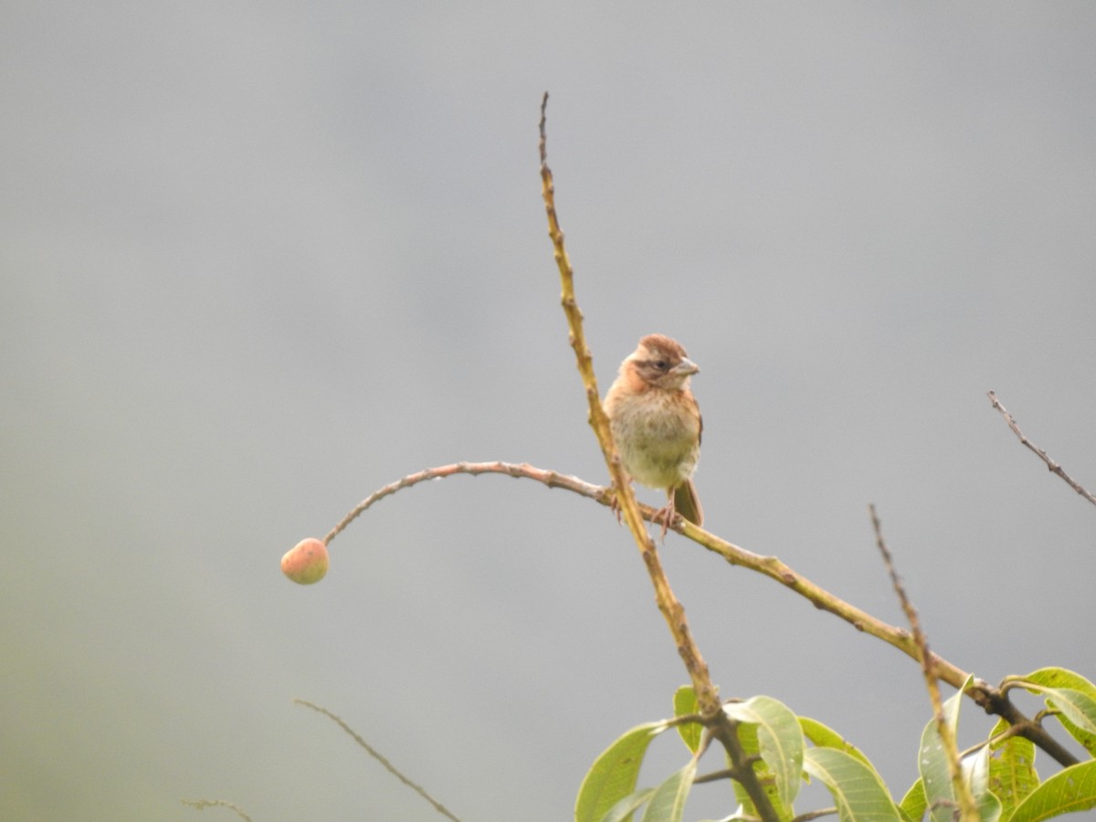 Rufous-collared Sparrow - ML369940791