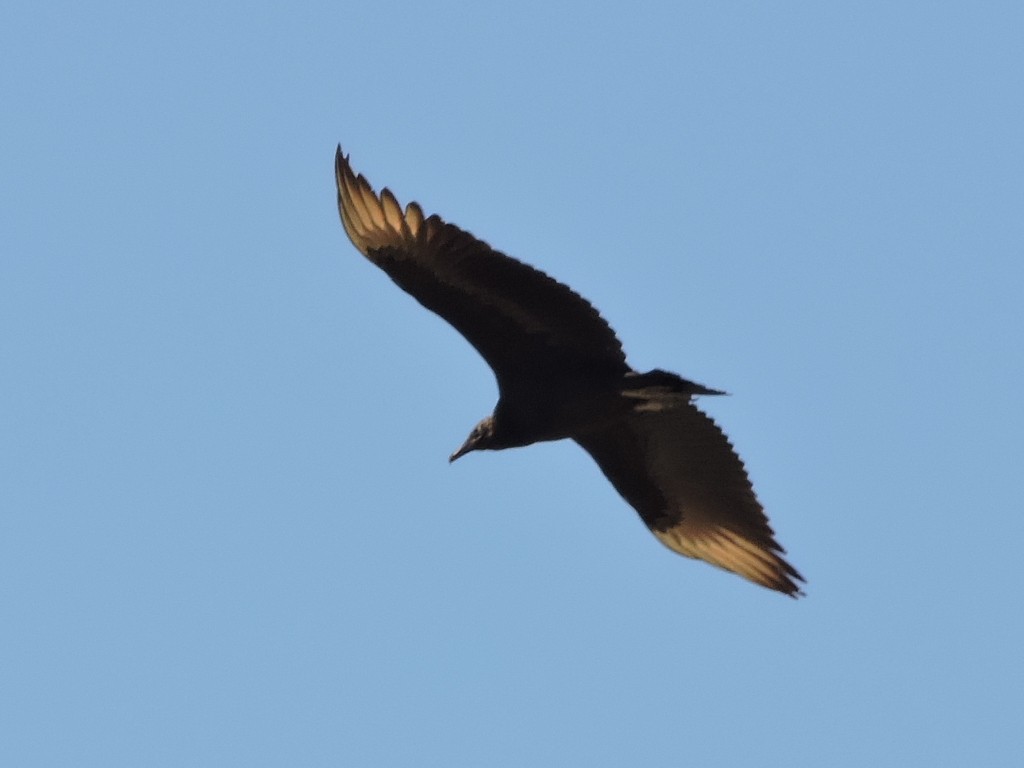 Black Vulture - ML36995251