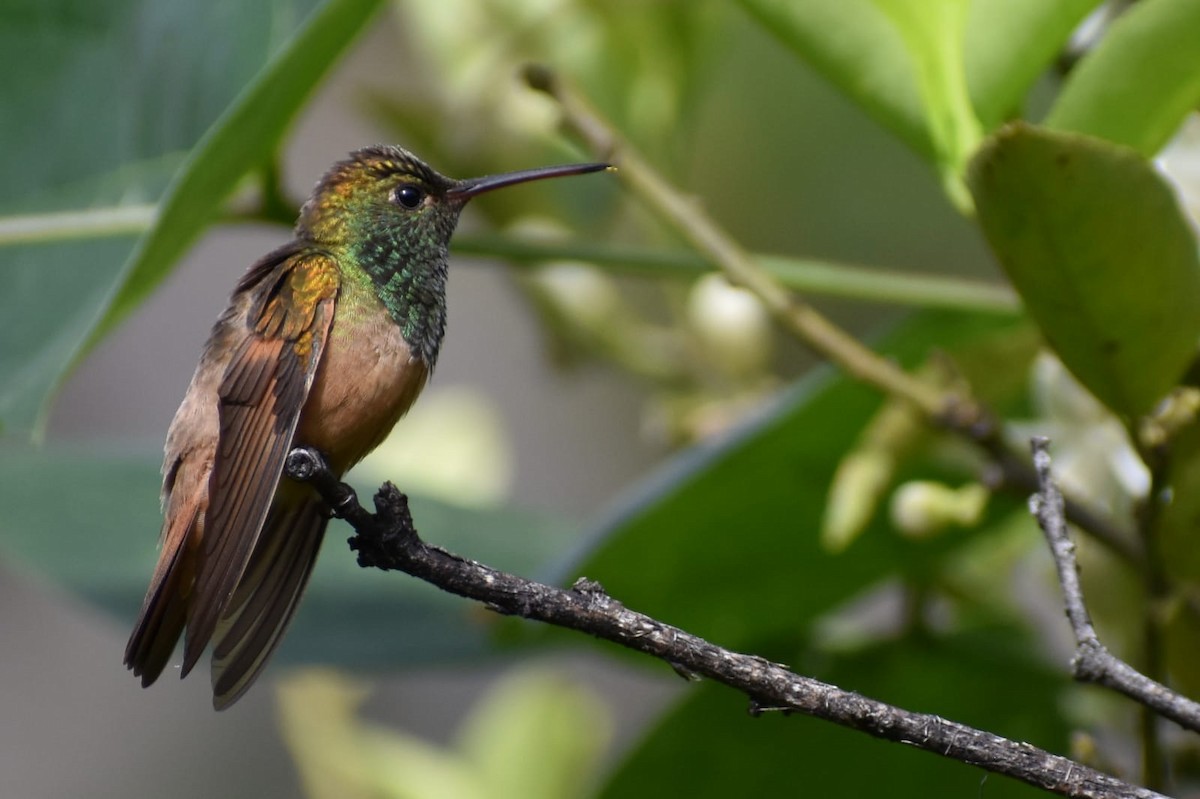 Chestnut-bellied Hummingbird - ML369954801