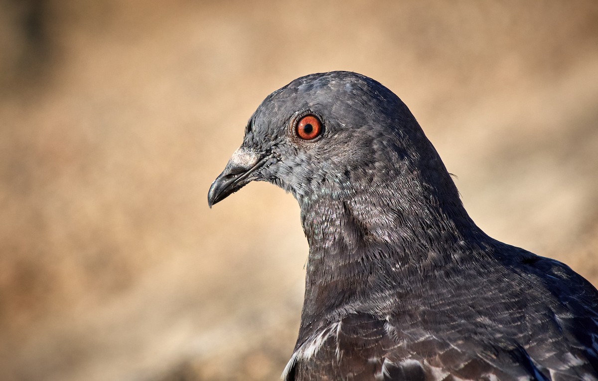 Rock Pigeon (Feral Pigeon) - Tomáš Grim