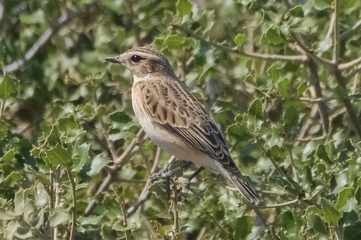 Whinchat - ML369955621
