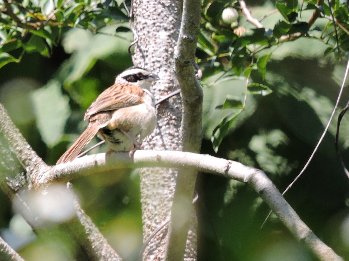 Stripe-headed Sparrow - ML36996401