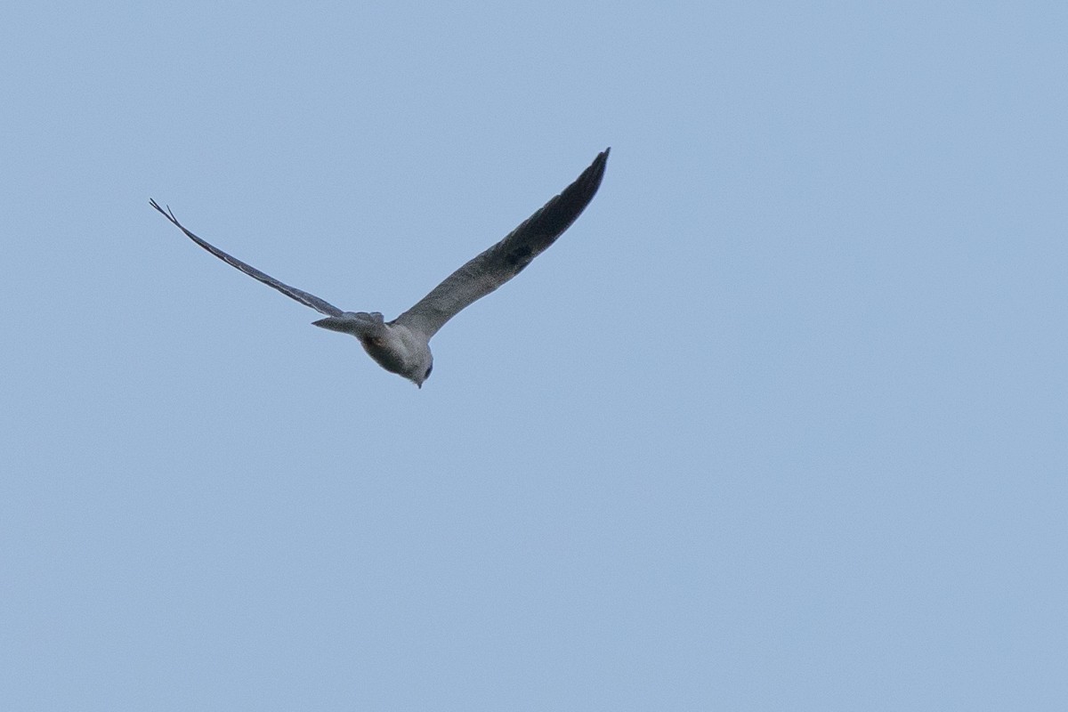 White-tailed Kite - ML369964451
