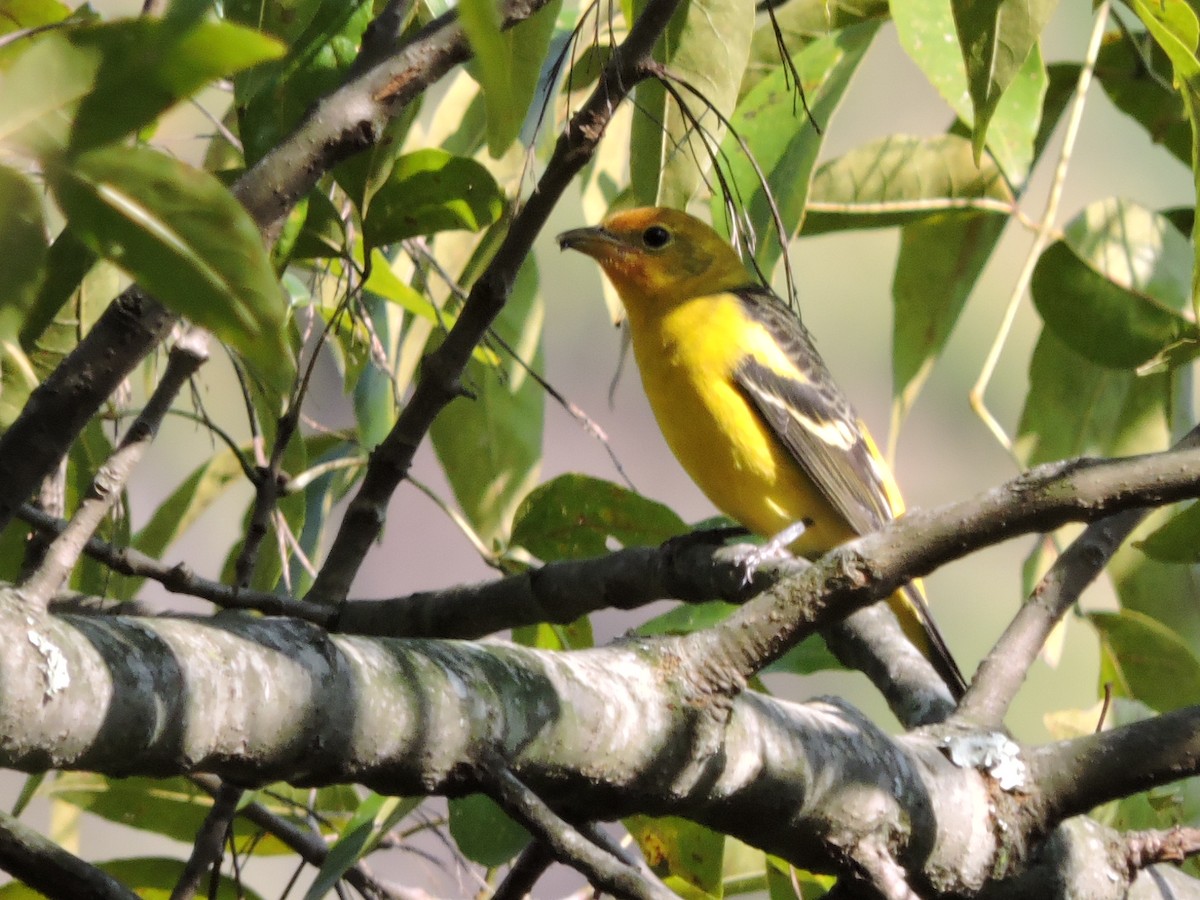 Western Tanager - ML36996551