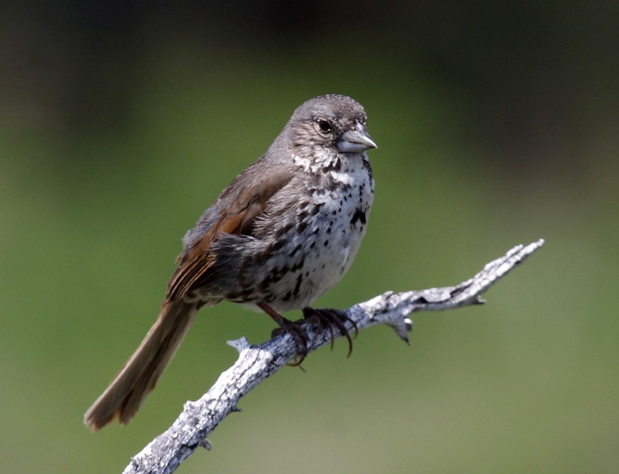 Fox Sparrow (Thick-billed) - ML36997151
