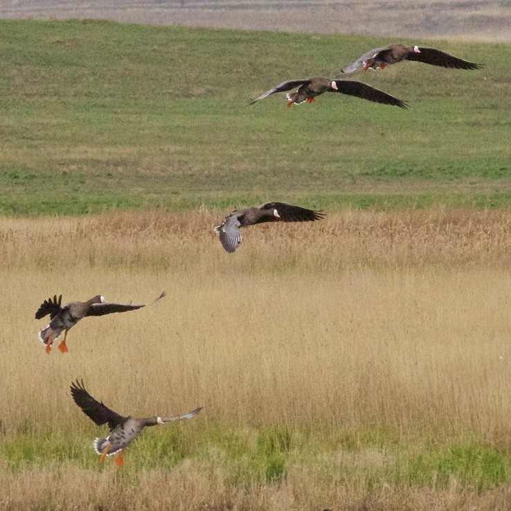Greater White-fronted Goose - Ed Harper